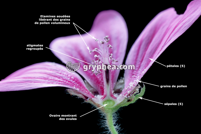 Mauve - Fleur en CL légendée - gryphea.com